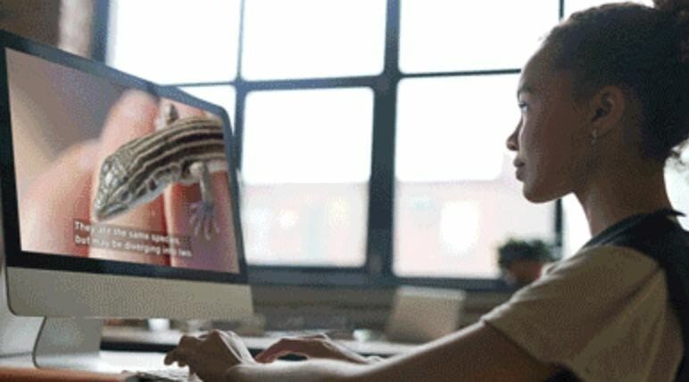 The image depicts a person sitting at a desk, focused on a desktop computer. The individual appears to be engaging with content on the screen, which displays a close-up image of a small lizard with stripes on its back. The background of the room shows sunlight streaming in through a large window, creating a well-lit atmosphere. The desk is minimally visible, suggesting an organized workspace.
